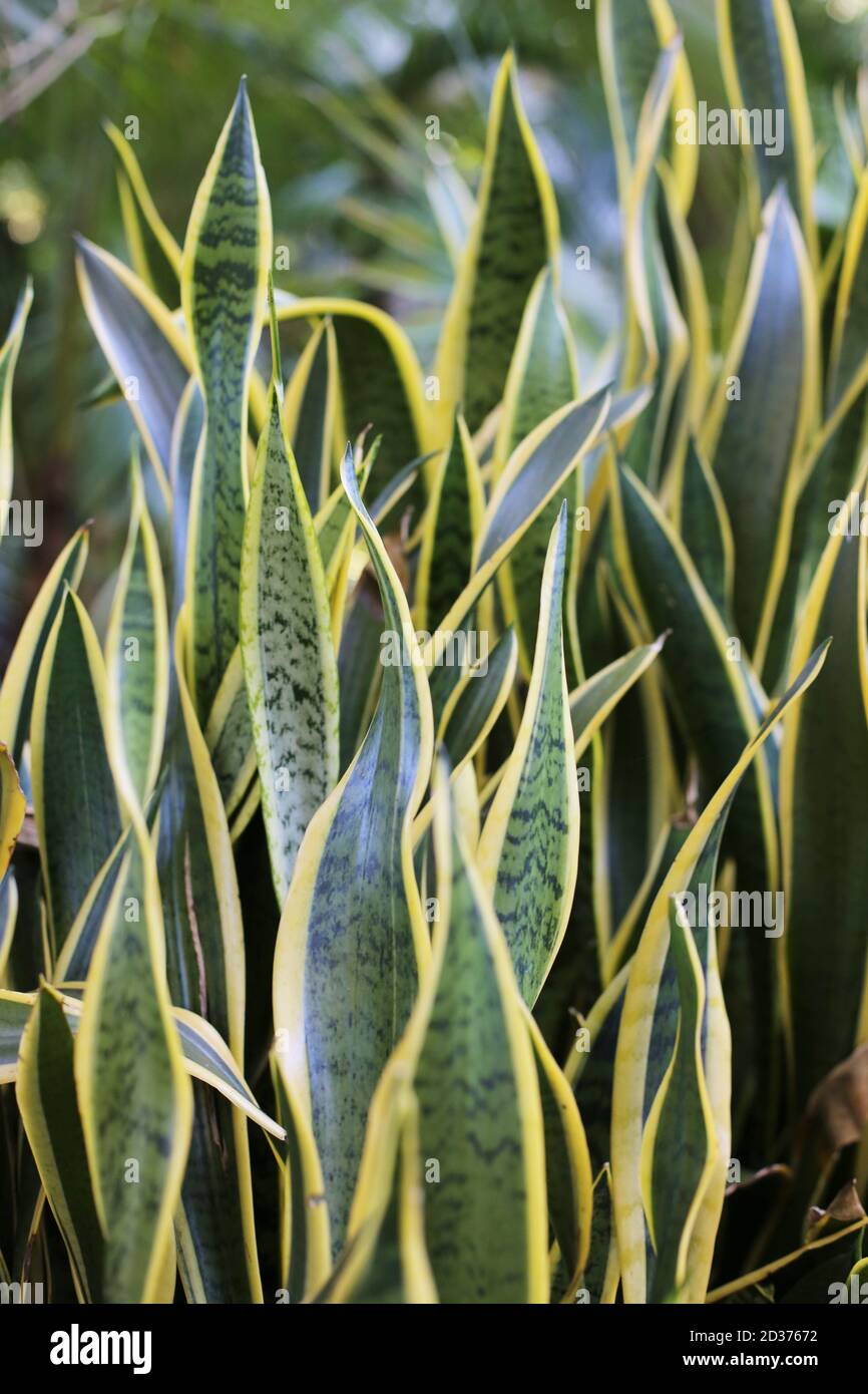 Gros plan sur les feuilles d'une plante de Sansevieria. Banque D'Images