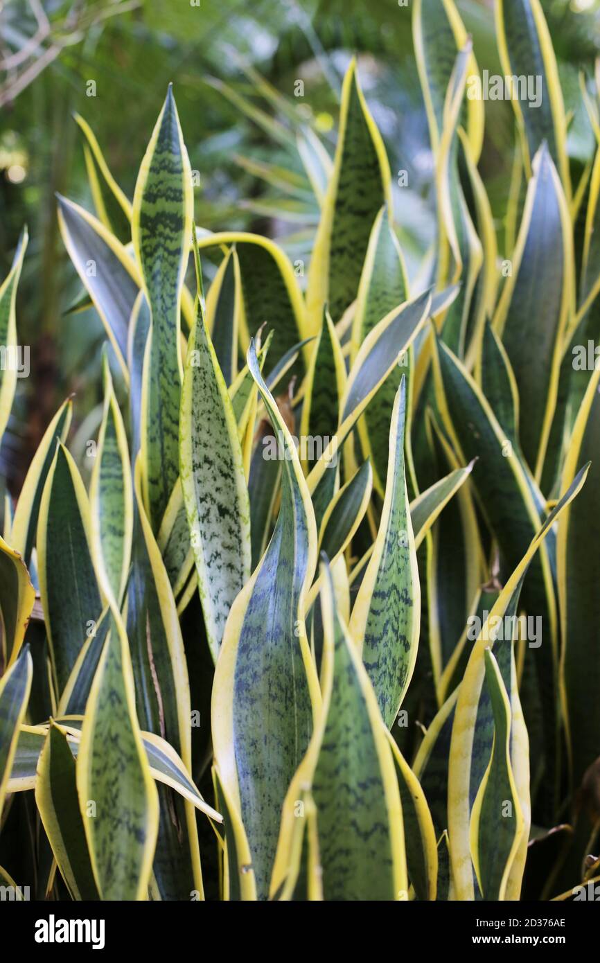 Gros plan sur les feuilles d'une plante de Sansevieria. Banque D'Images