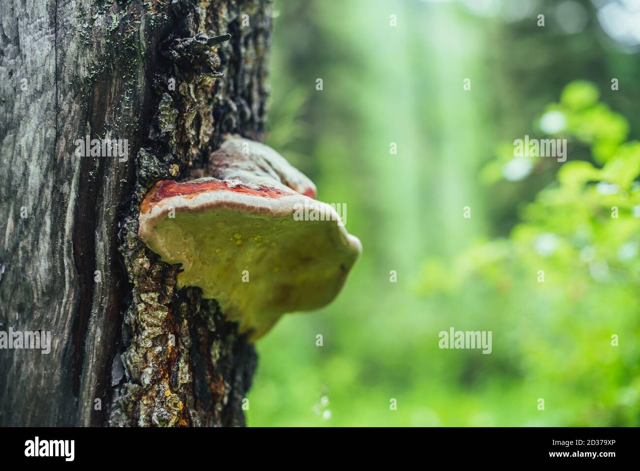 La rosée tombe sur le grand polypore rouge de l'arbre. Champignon de teinte rouge vif sur la souche d'arbre gros plan. Fomitopsis pinicola sur l'écorce parmi les herbes vertes dans la tourbière ensoleillée Banque D'Images