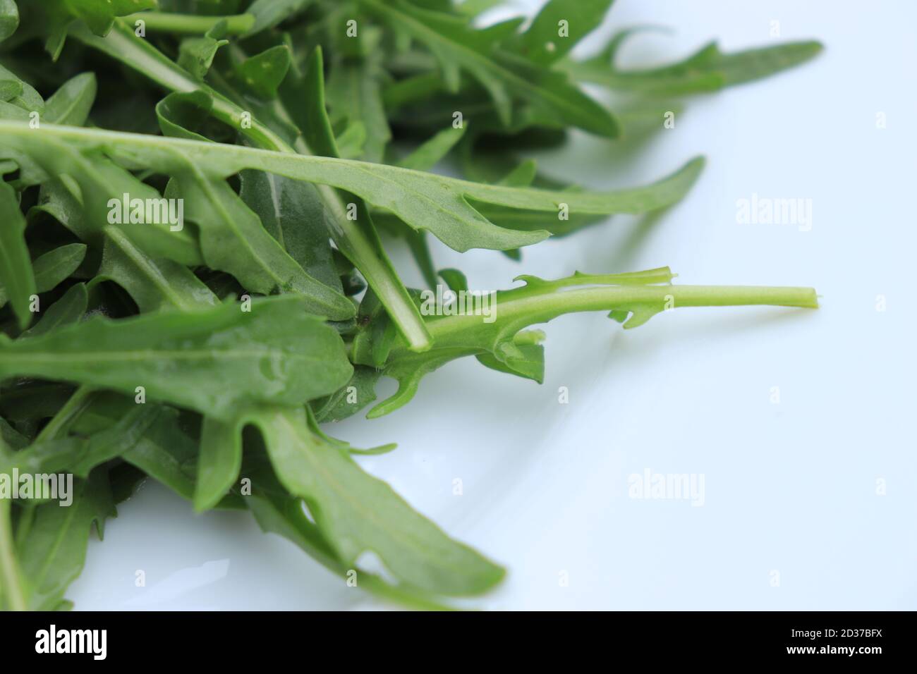 Arugula ou roquette (Eruca sativa; syns. Eruca vesicaria) légume feuille sur blanc Banque D'Images
