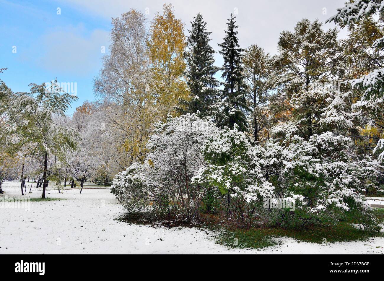 Première chute de neige dans le parc de la ville d'automne coloré. Blanc neige moelleuse couverte de feuillage d'arbres et de buissons dorés, rouges, verts, aiguilles de sapins. Changement de saison Banque D'Images