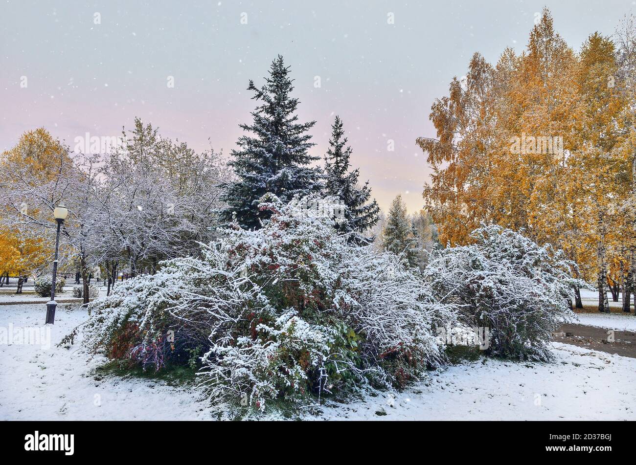 Première chute de neige dans le parc municipal d'automne. La neige blanche et moelleuse couvrait le feuillage des arbres dorés, des buissons et des spruces verts. Changement de saison - conte de fées de l'hiver Banque D'Images