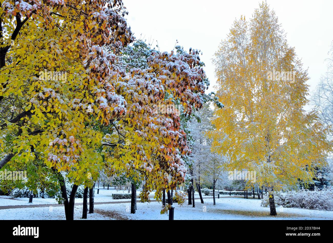 Première chute de neige dans le parc de la ville d'automne coloré. Neige blanche et moelleuse couverte de feuillage doré, rouge, vert et buissons. Changement de saison - conte de fées de Banque D'Images