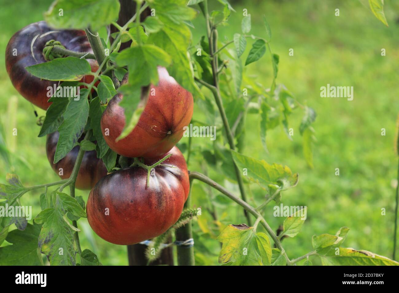 Tomate Kumato lat. Solanum lycopersicum fruits mûrs sains et arrière-plan de jardin flou Banque D'Images