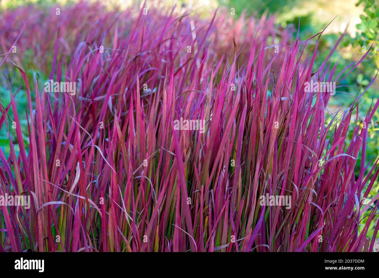 lames d'une herbe ornementale lilas dans un garten Banque D'Images