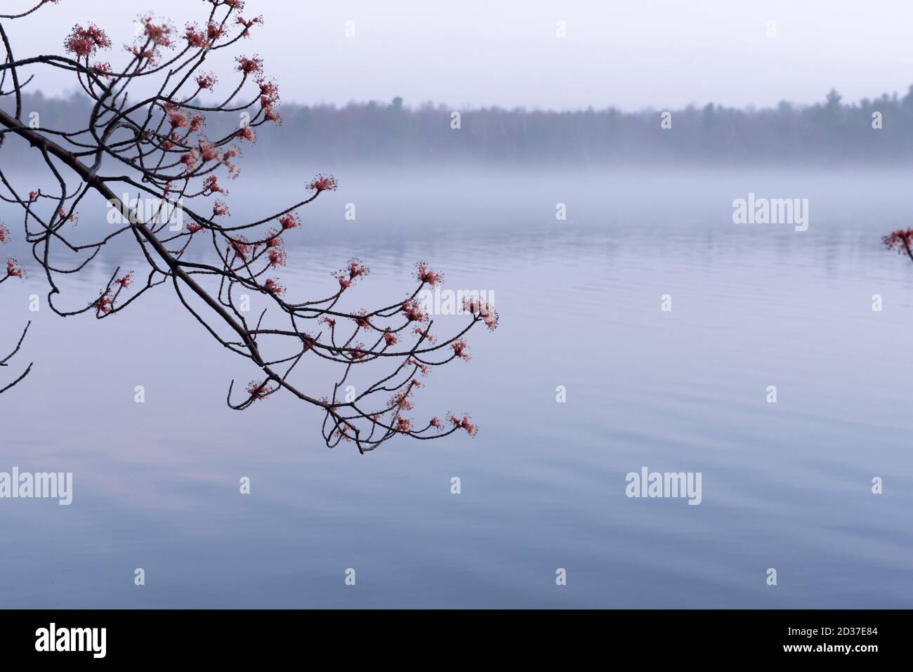 Érable à sucre en fleur, contre un brouillard tôt le matin, sur un lac au début du printemps. Nord de l'Ontario, Canada. Banque D'Images