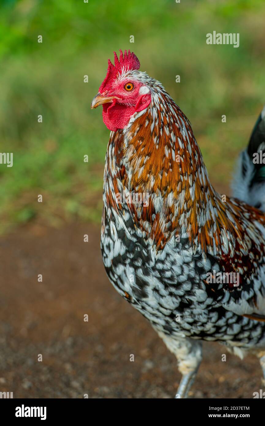 Poulet sauvage sur l'île de Kauai, Hawaï, États-Unis. Banque D'Images