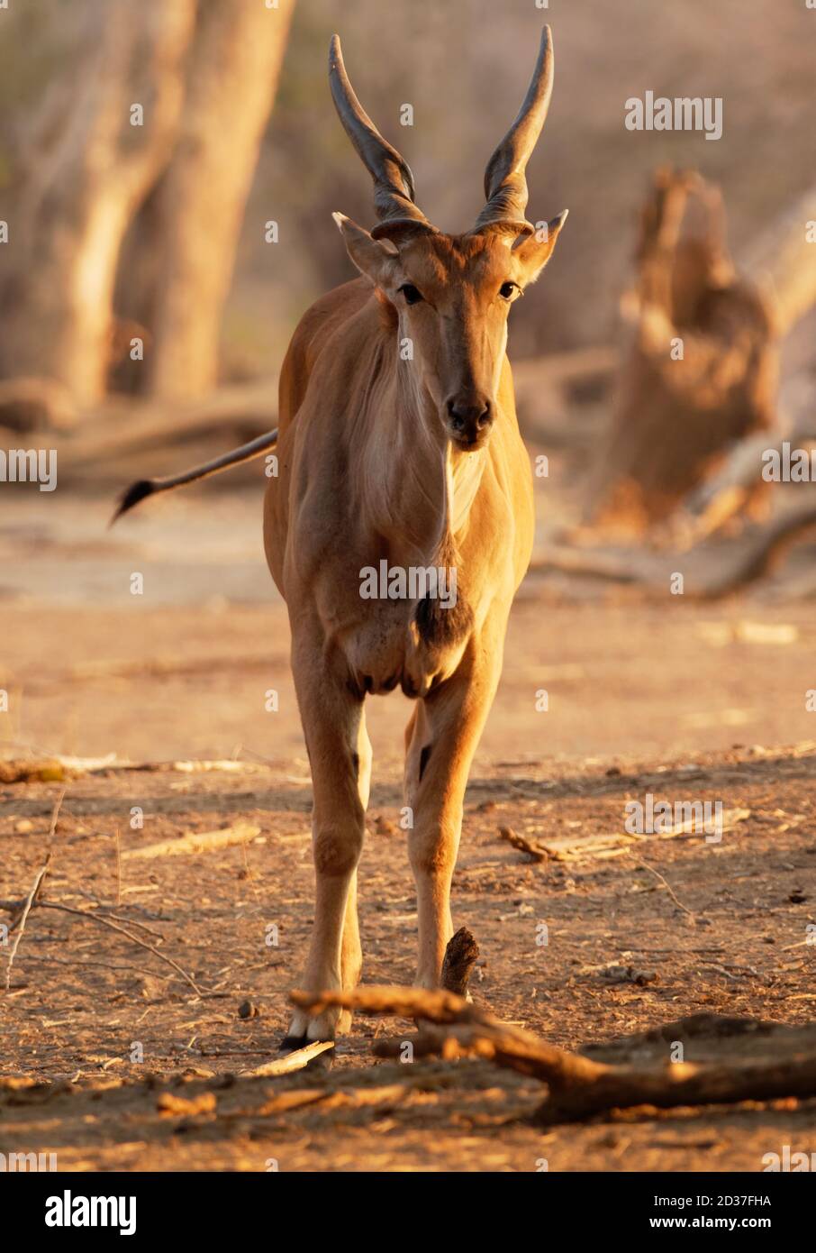 Éland commun - Taurotragus oryx éland du Cap sud de l'éland, l'antilope ou plaines de savane et les antilopes trouvés en Afrique orientale et australe, Bovi Banque D'Images