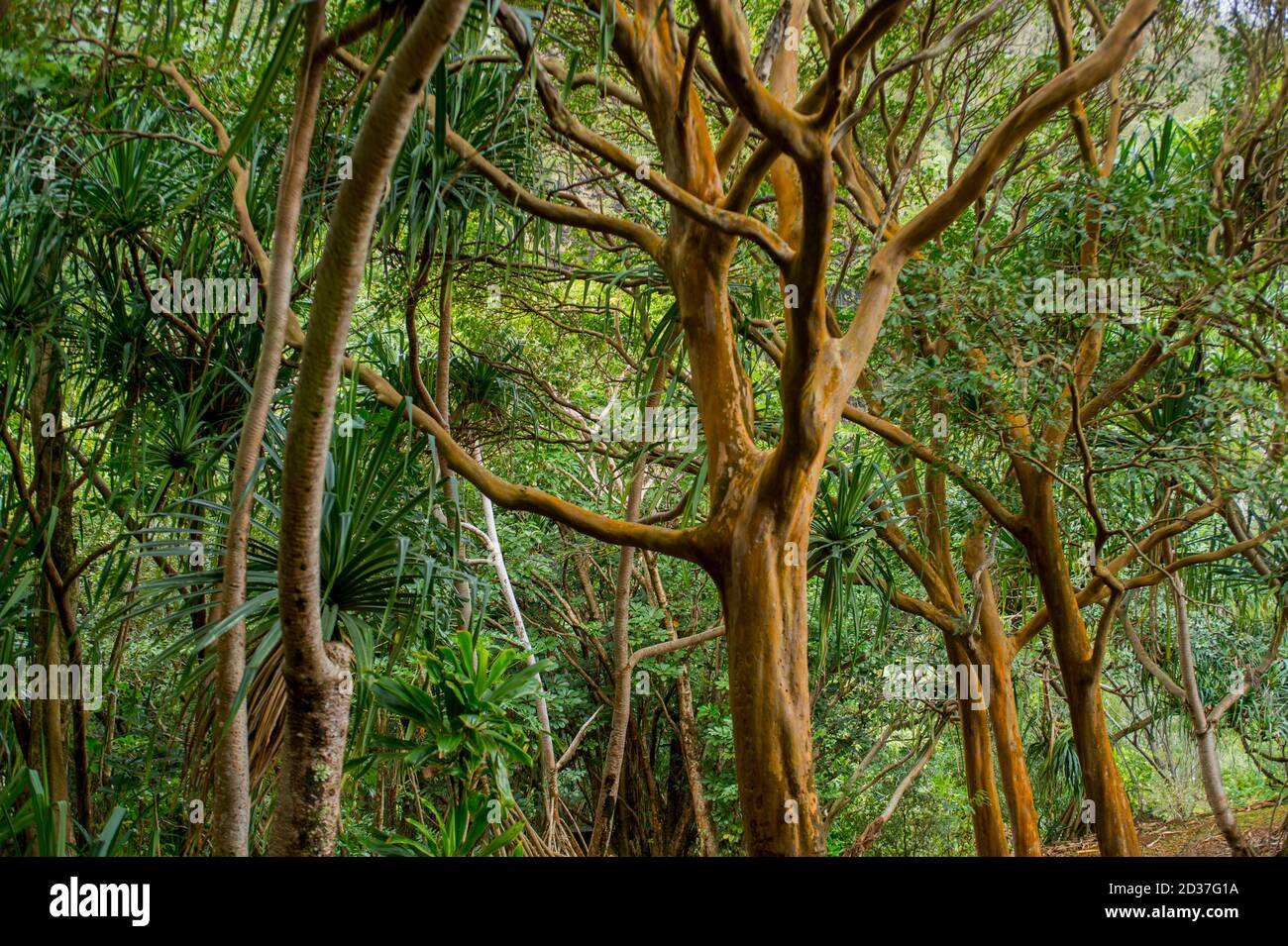 L'arbre de la goyave de la fraise est une espèce envahissante, le jardin botanique de Limahuli, sur l'île de Kauai, à Hawaï, aux États-Unis. Banque D'Images