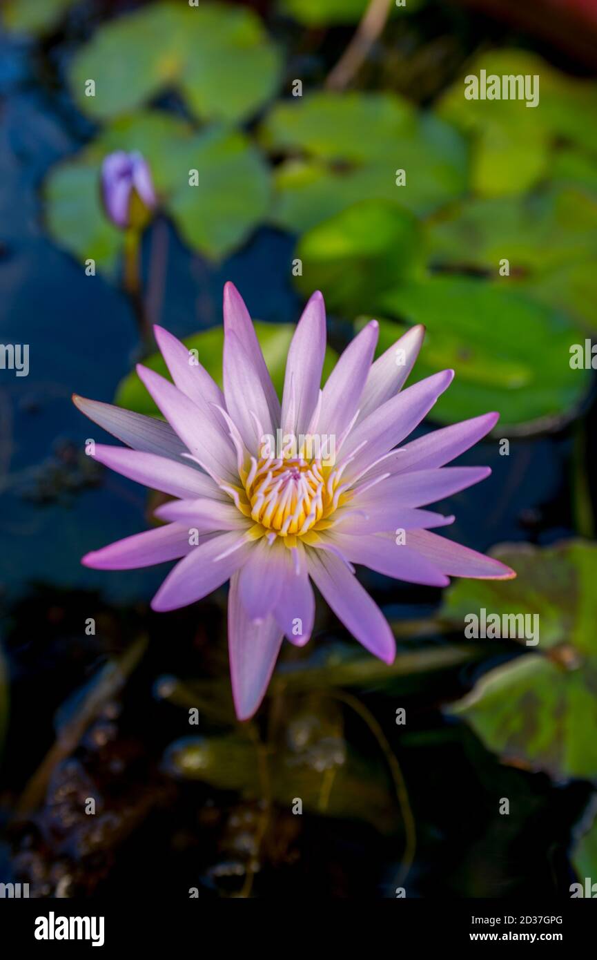 Fleur de nénuphars sur l'île de Kauai, Hawaï, États-Unis. Banque D'Images