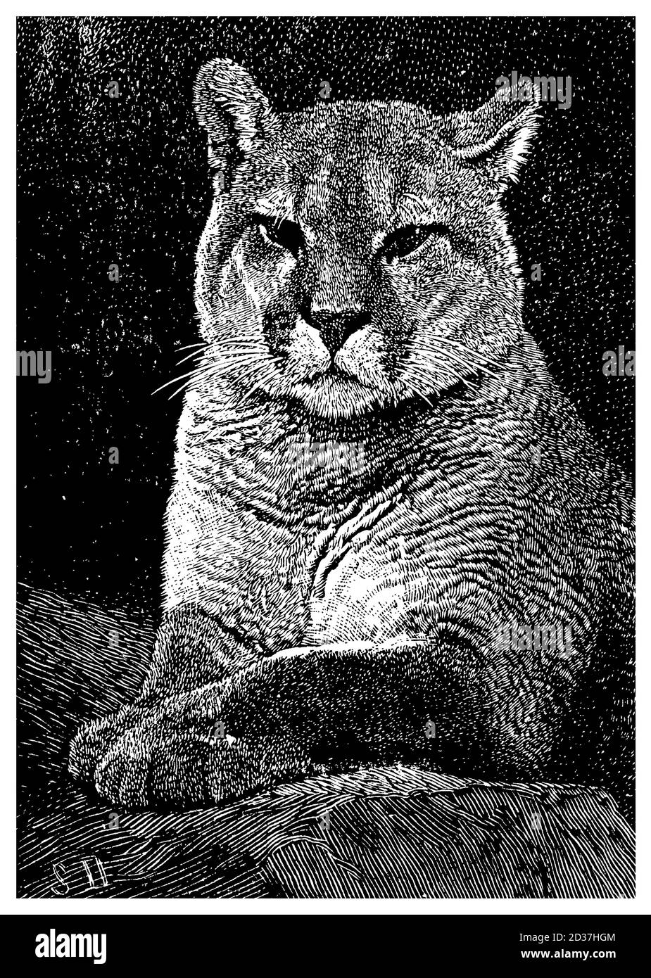 Gravure antique d'un couguar (isolée sur blanc). Publié dans Systematischer Bilder-Atlas zum conversations-Lexikon, Ikonographische Encyklopedie d Banque D'Images