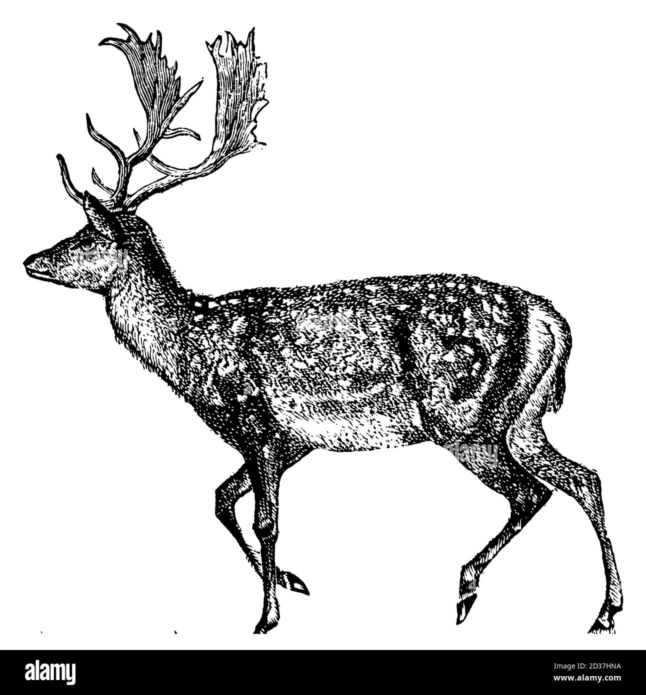 Gravure vintage d'un cerf (isolé sur blanc). Publié dans Systematischer Bilder-Atlas zum conversations-Lexikon, Ikonographische Encyklopedie der Banque D'Images