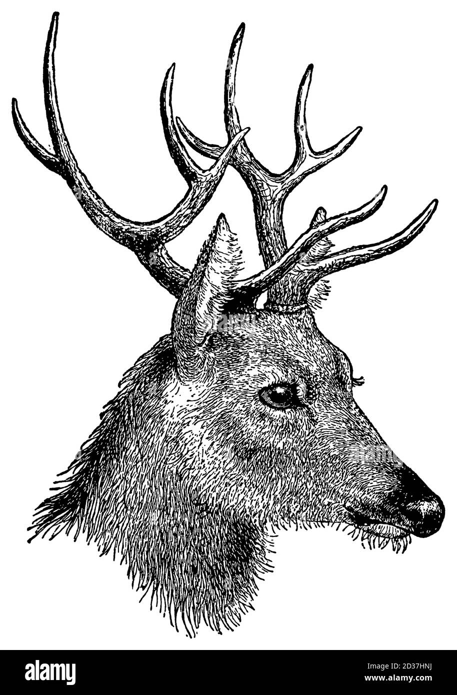 Illustration antique du XIXe siècle d'une tête de cerf (isolée sur blanc). Publié dans Systematischer Bilder-Atlas zum conversations-Lexikon, Ikonographis Banque D'Images