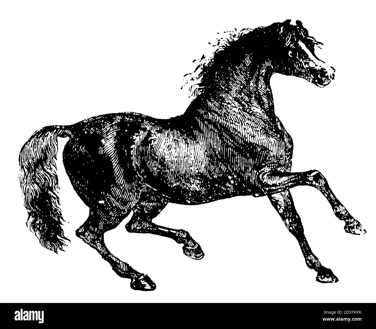 Gravure vintage d'un cheval (isolée sur blanc). Publié dans Systematischer Bilder-Atlas zum conversations-Lexikon, Ikonographische Encyklopedie de Banque D'Images