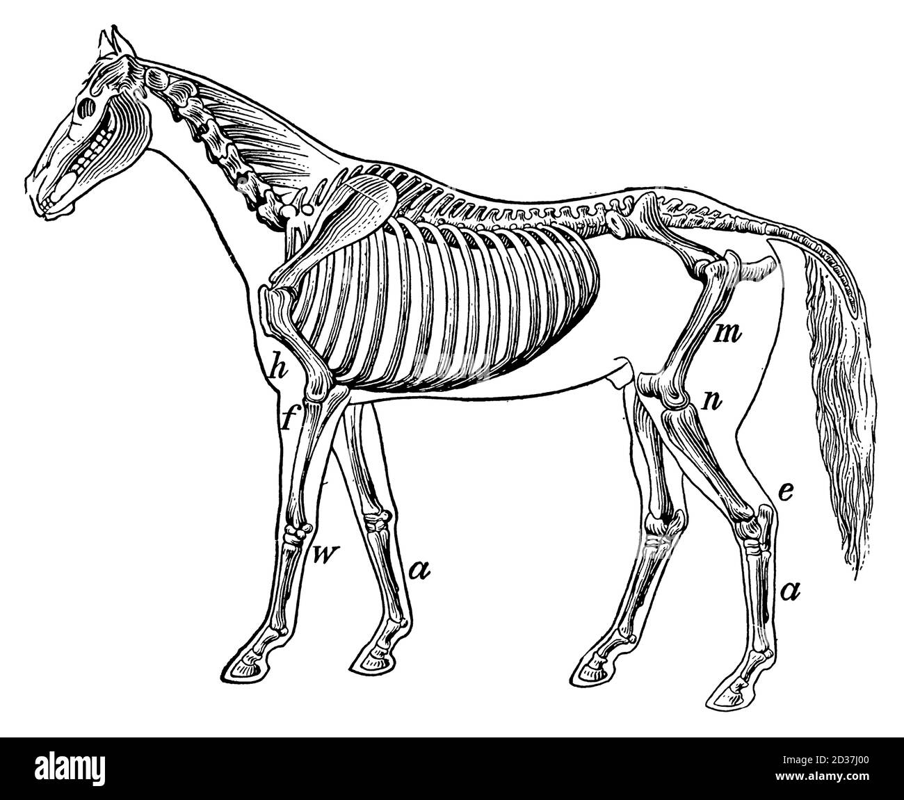 Illustration vintage d'un squelette de cheval (isolé sur blanc). Publié dans Systematischer Bilder-Atlas zum conversations-Lexikon, Ikonographische Ency Banque D'Images