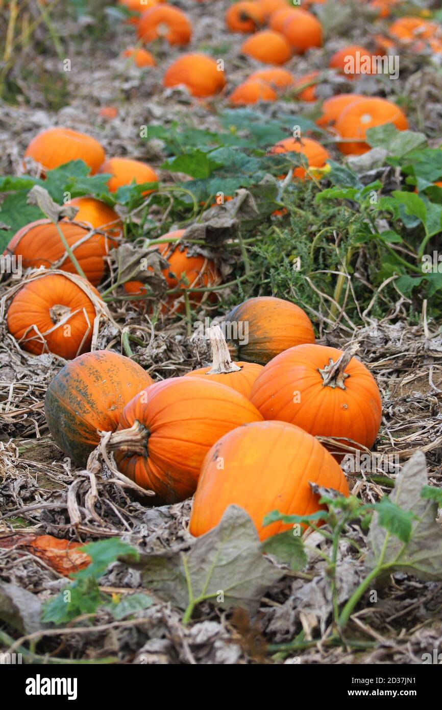 Citrouilles au sol prêtes à être rassemblées pour Halloween Banque D'Images