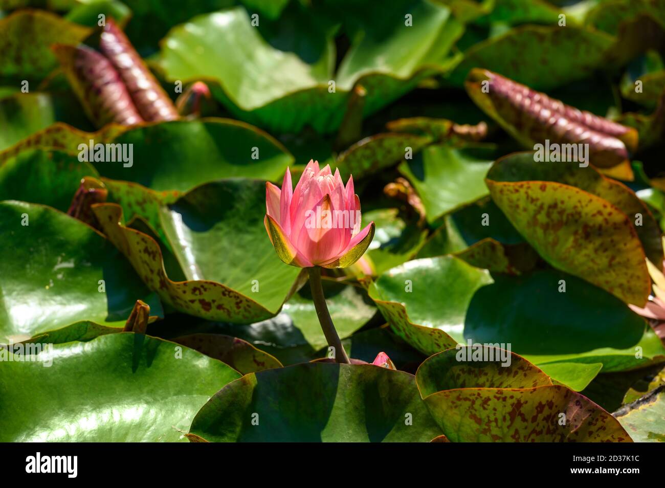 Nénuphars rouges AKA Nymphaea alba F. rosea dans un lac Banque D'Images