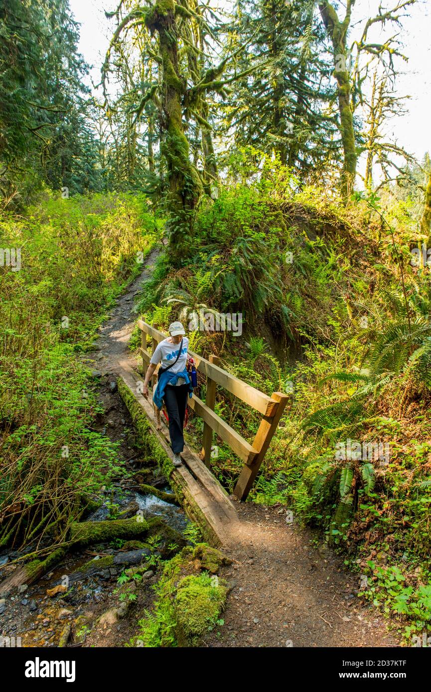 Randonneur (modèle 20020923-10) et chien (miniature doré) sur la Lime Kiln Trail près de Granite Falls, État de Washington, États-Unis, qui est partiel Banque D'Images