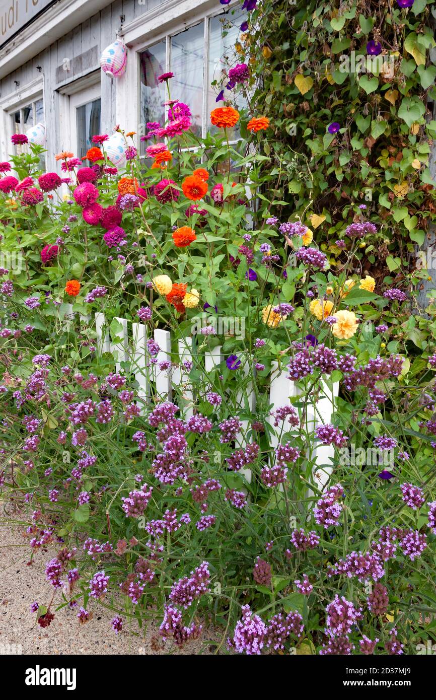 Fleurs colorées et clôture blanche en face de Judi Rotenberg Studio, une galerie d'art à Rockport, Massachusetts, dans le comté d'Essex, Cape Ann. Banque D'Images