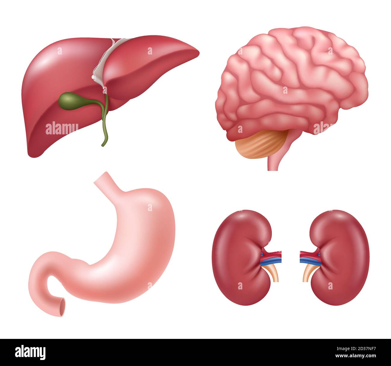 Organes humains. Coeur reins foie yeux cerveau estomac éducatif vecteur médical réaliste images d'anatomie Illustration de Vecteur