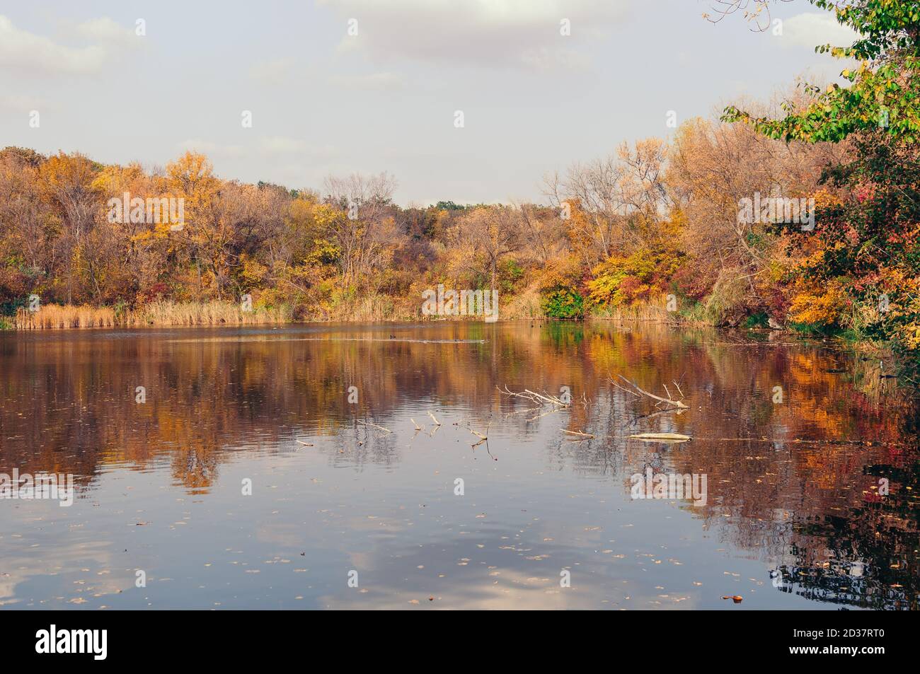 Magnifique paysage d'automne. À l'automne, le parc est bigaré dans des combinaisons de couleurs. Couleurs automnales vives dans le parc au bord du lac. Arbres avec jaune et Banque D'Images