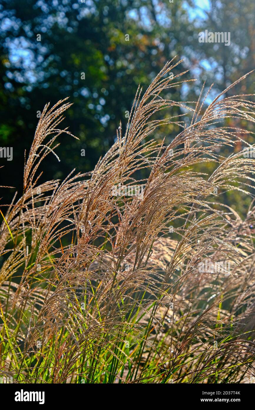 Herbe de pampas glacée Banque D'Images