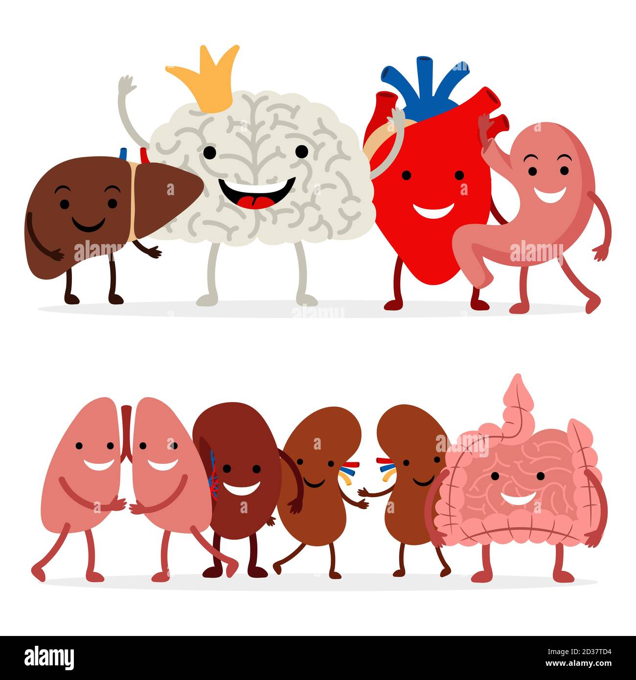 Mignon humain interne organes vecteur isolé sur fond blanc. Illustration d'organe médical, humain interne Illustration de Vecteur
