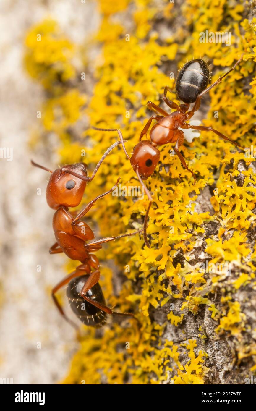 Camponotus discolor (Camponotus discolor) Banque D'Images