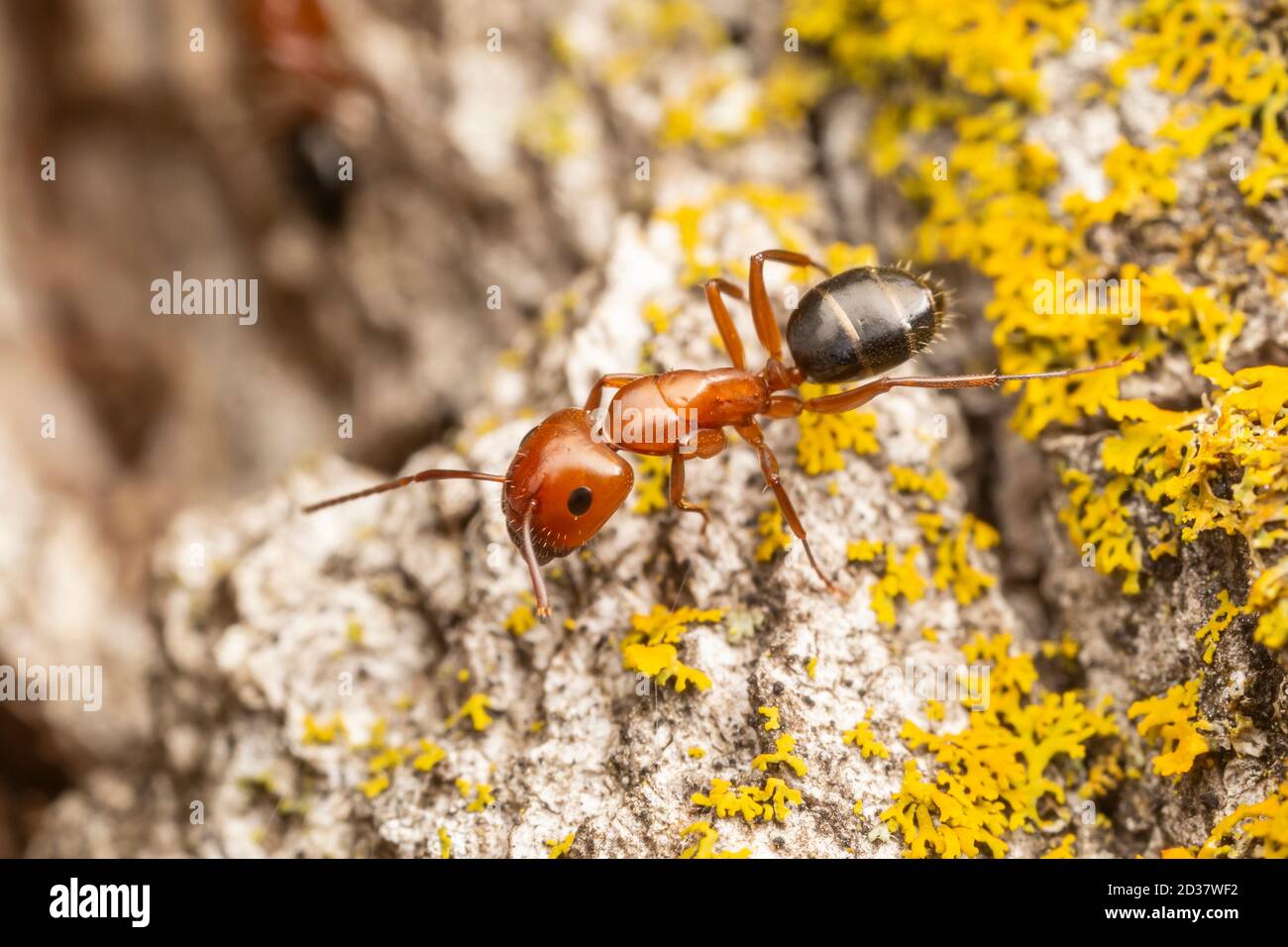 Ant de menuisier (discolor de Camponotus) Banque D'Images