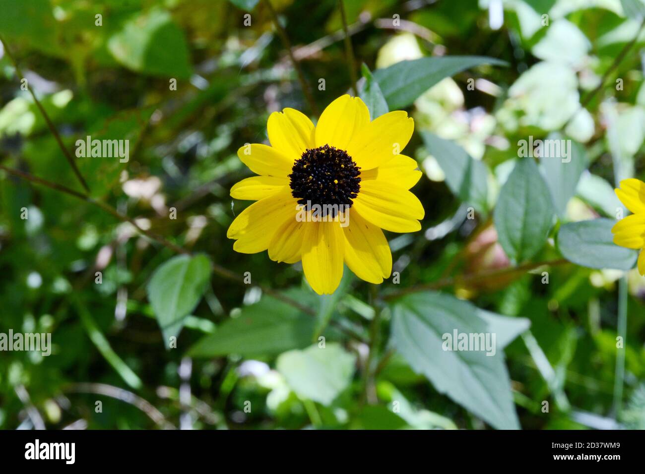 Rudbeckia hirta, ou une susan à yeux noirs, une espèce de tournesol, qui pousse dans une forêt défrichement dans le parc provincial Algonquin, Ontario, Canada. Banque D'Images