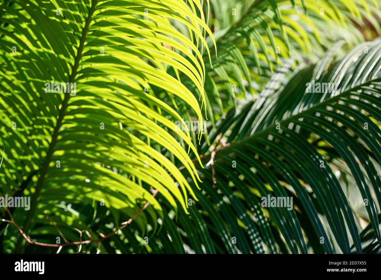 Profondeur courte abstraite (seulement quelques feuilles au foyer) d'arrière-plan tropical de champ - le soleil brille à travers la paume verte feuille Banque D'Images