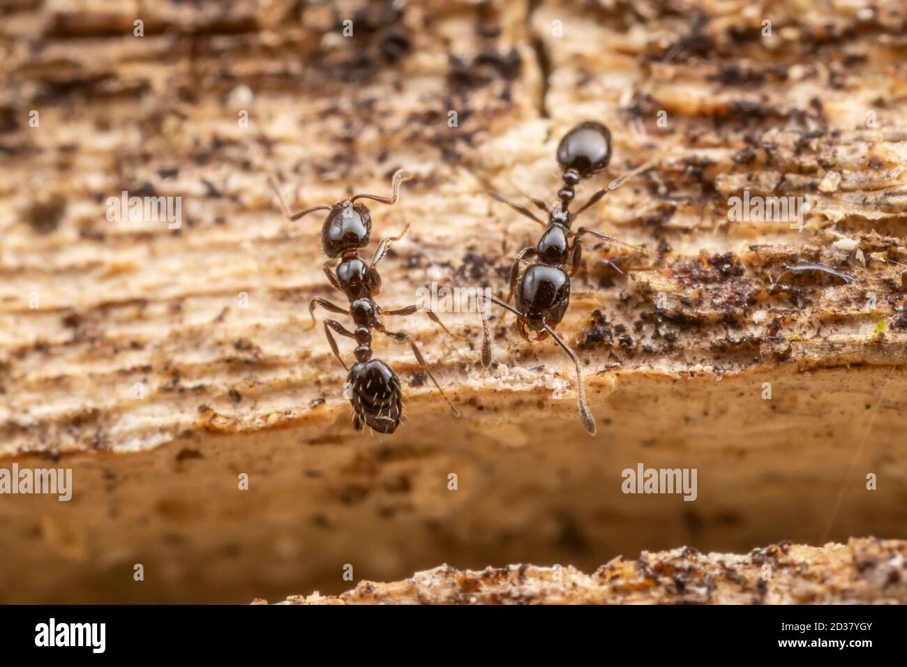 Petits Ants noirs (minimum de tonomorium) Banque D'Images