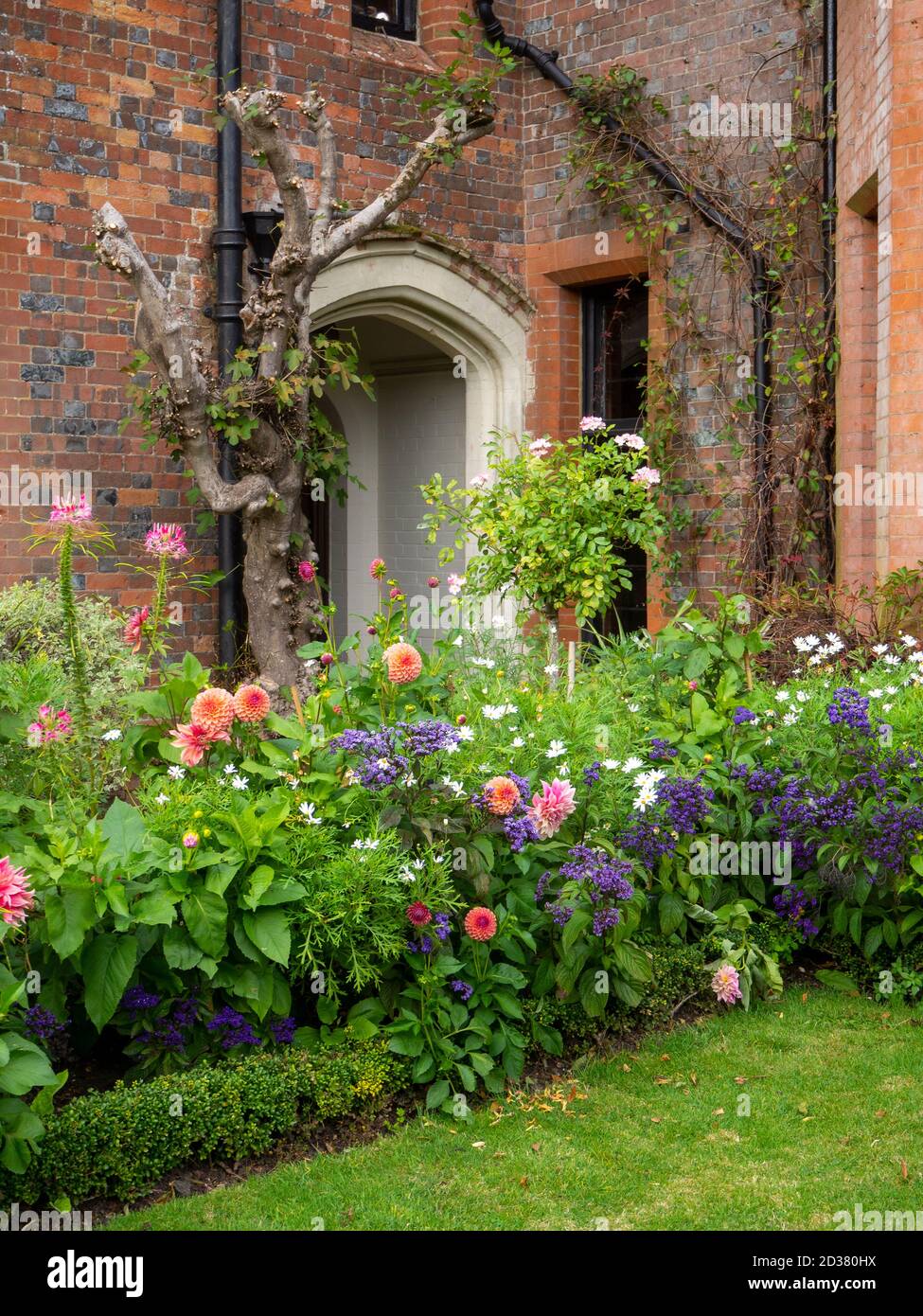 Chenies Manor Gardens en septembre, porte voûtée du manoir Tudor, avec des dahlias roses et de couleur pêche, un Cleome rose et un héliotrope bleu. Banque D'Images