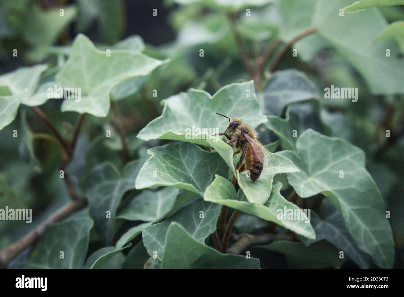 Une abeille solitaire reposant sur des feuilles de lierre grimpantes Banque D'Images