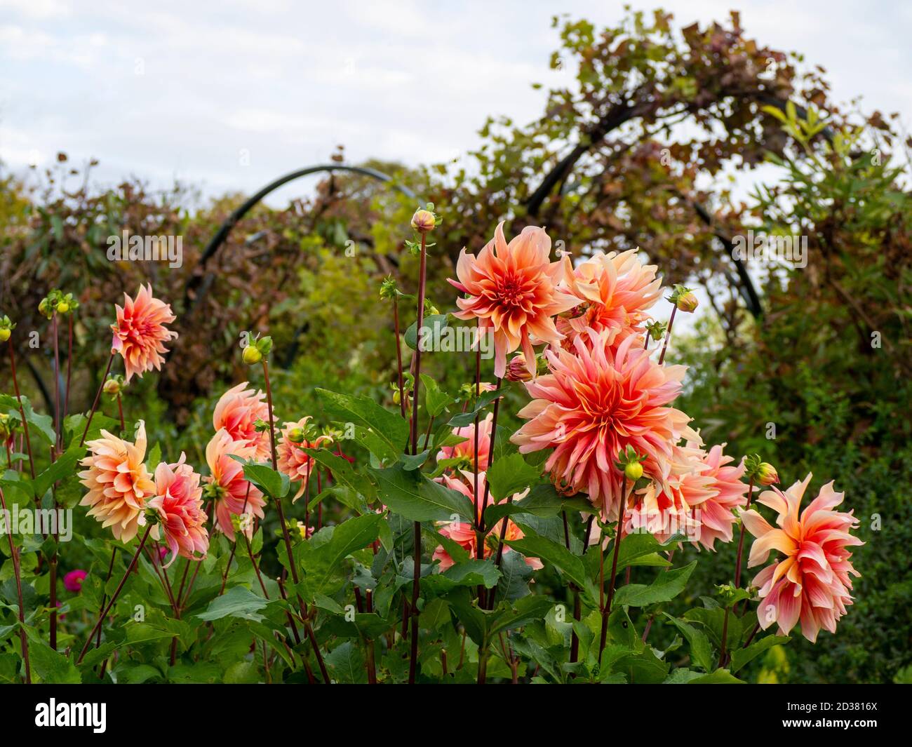 Chenies Manor Gardens en septembre. Dahlia Labyrinth décoratif encadré par les vignes sur les arches. Superbes grandes fleurs d'orange rose. Banque D'Images