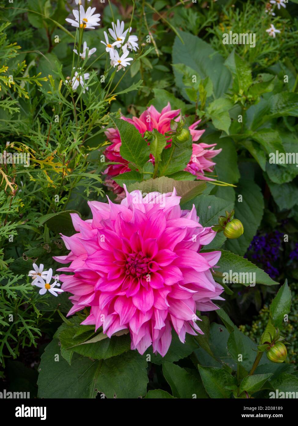 Chenies Manor Gardens en septembre. Magnifique Dahlia rose profond 'Penhill Dark Monarch' à Chenies, Buckinghamshire. Banque D'Images
