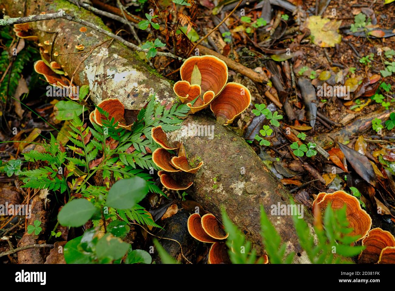 Cinnabar Bracket (Trametes sanguinea) champignons sur une souche d'arbre de feuillus morte sur un sol forestier humide dans la région de Garden route en Afrique du Sud. Banque D'Images