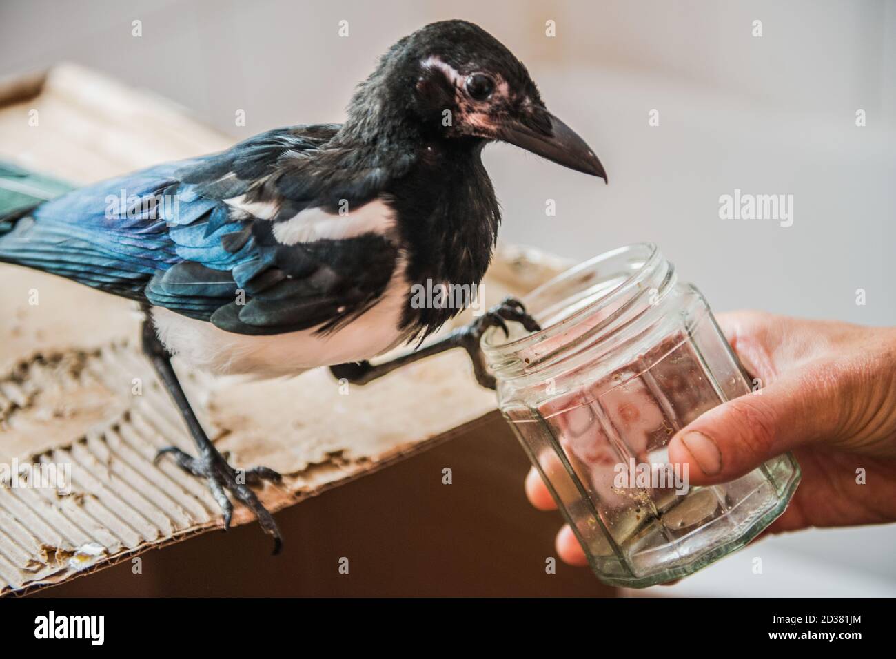 Bebe Pie Banque D Image Et Photos Alamy Bebe Pie Banque D Image Et Photos Alamy