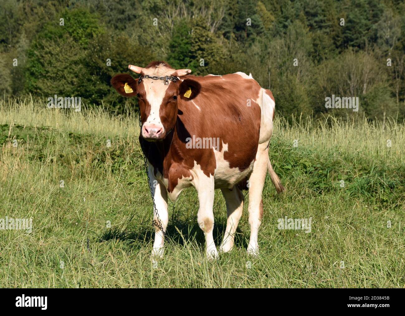 Vache sur le pâturage. Vache brune et blanche paissant sur la prairie. Banque D'Images