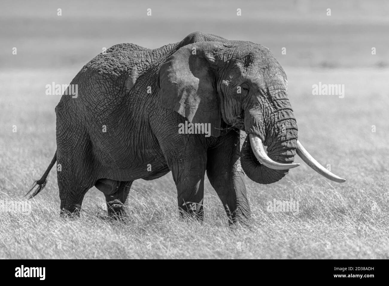 Éléphant d'Afrique (Loxodonta) au Kenya, en Afrique Banque D'Images
