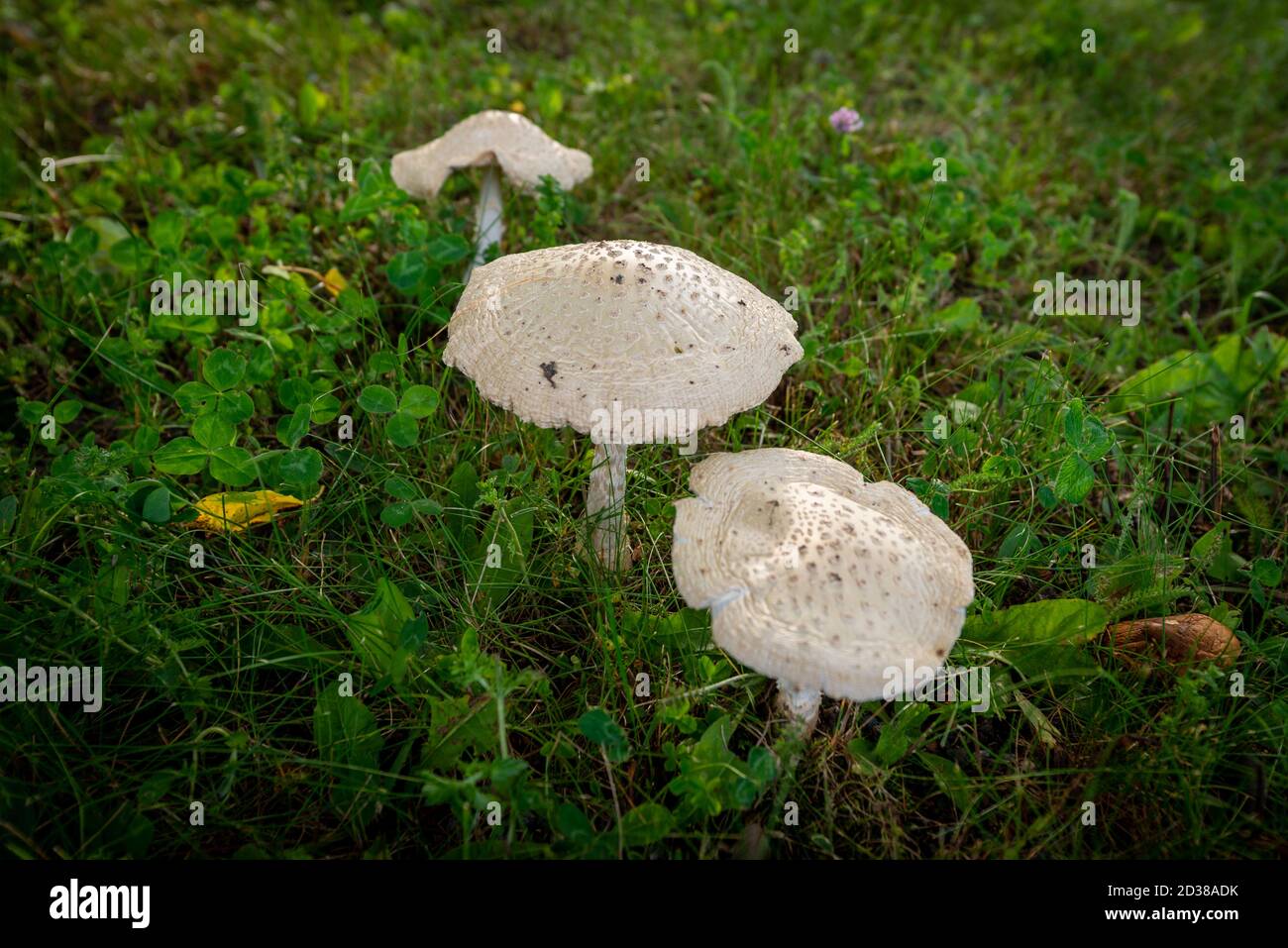 Champignons Sous Terre Banque De Photographies Et D images Haute champignons-sous-terre-banque-de-photographies-et-d-images-haute