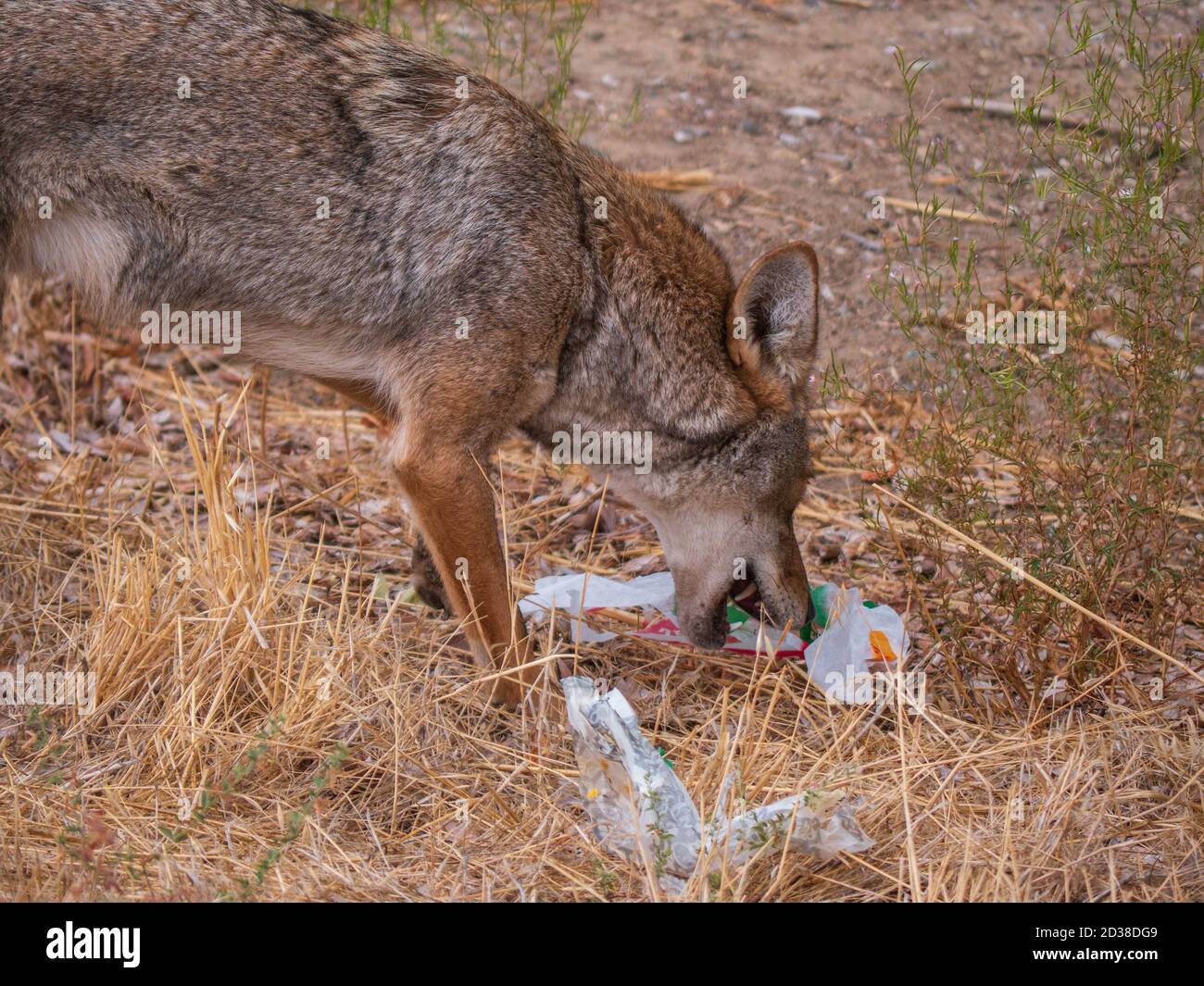 Coyote (Canis latrans) en ramassant les déchets alimentaires à grande vitesse jetés pour les déchets. Un exemple comment le tering peut affecter la faune négativement , comme il coul Banque D'Images