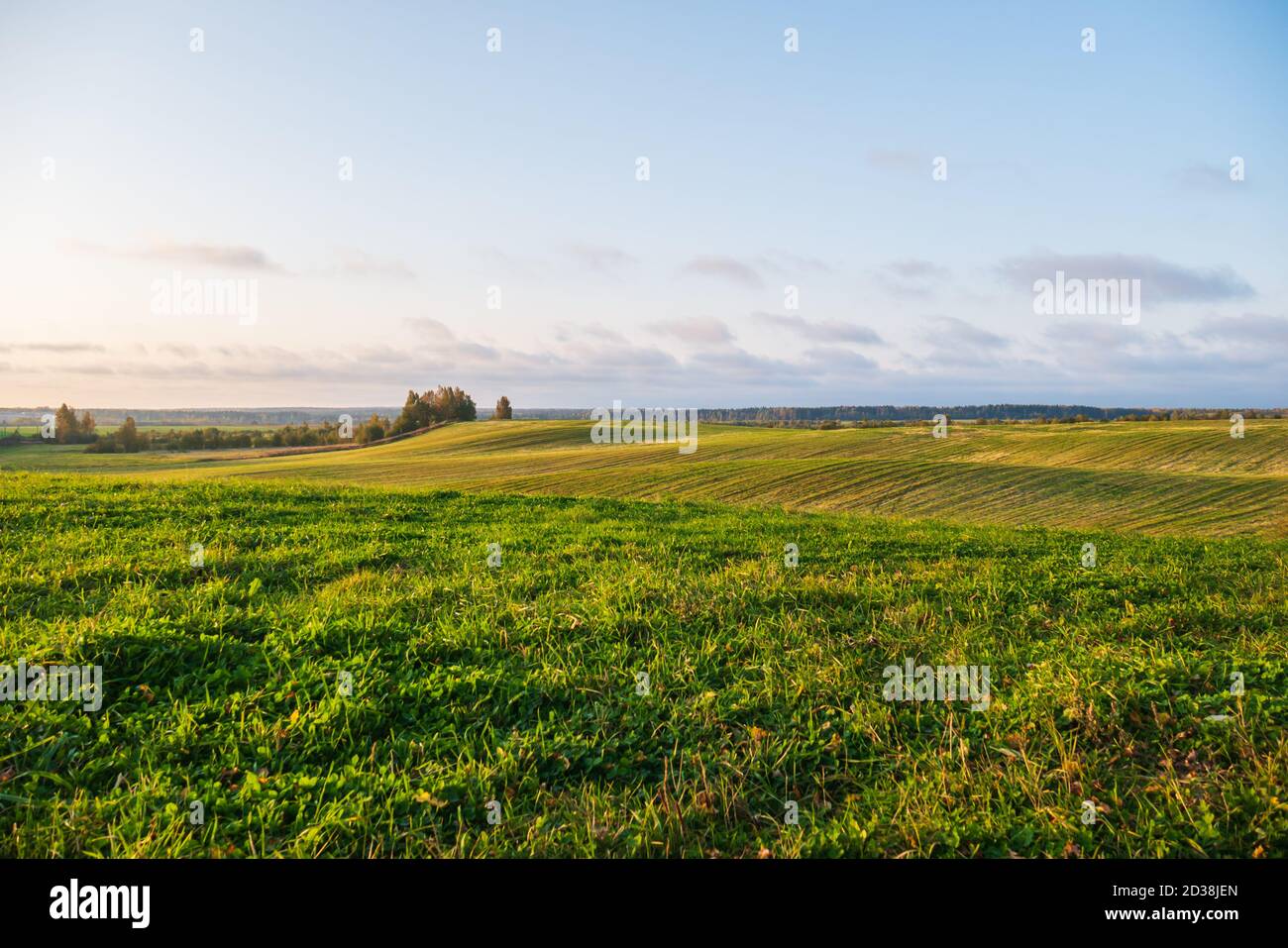 Un immense champ vert avec de l'herbe et du blé. Banque D'Images