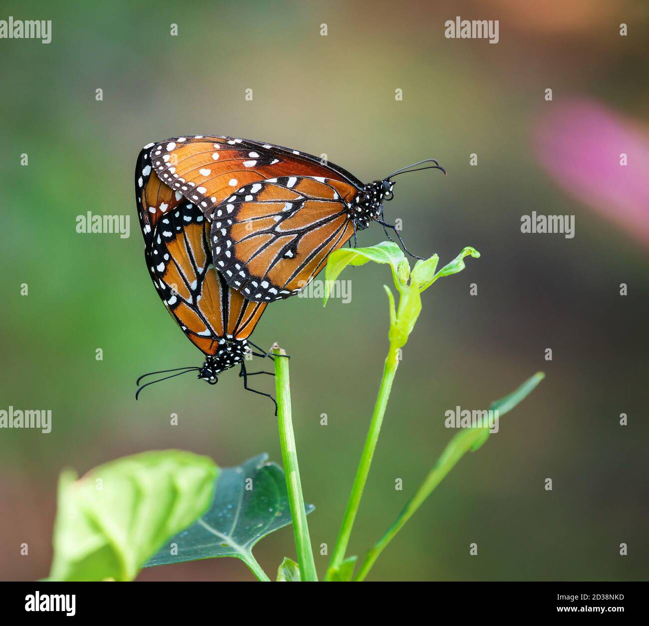 Grand papillon (Danaus gilippus) paire d'accouplement et de suspension sur une feuille à l'automne Banque D'Images