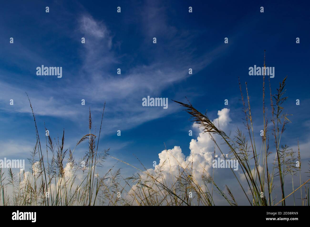 Le ciel bleu avec beau nuage blanc et fleur de chat sur terre Banque D'Images