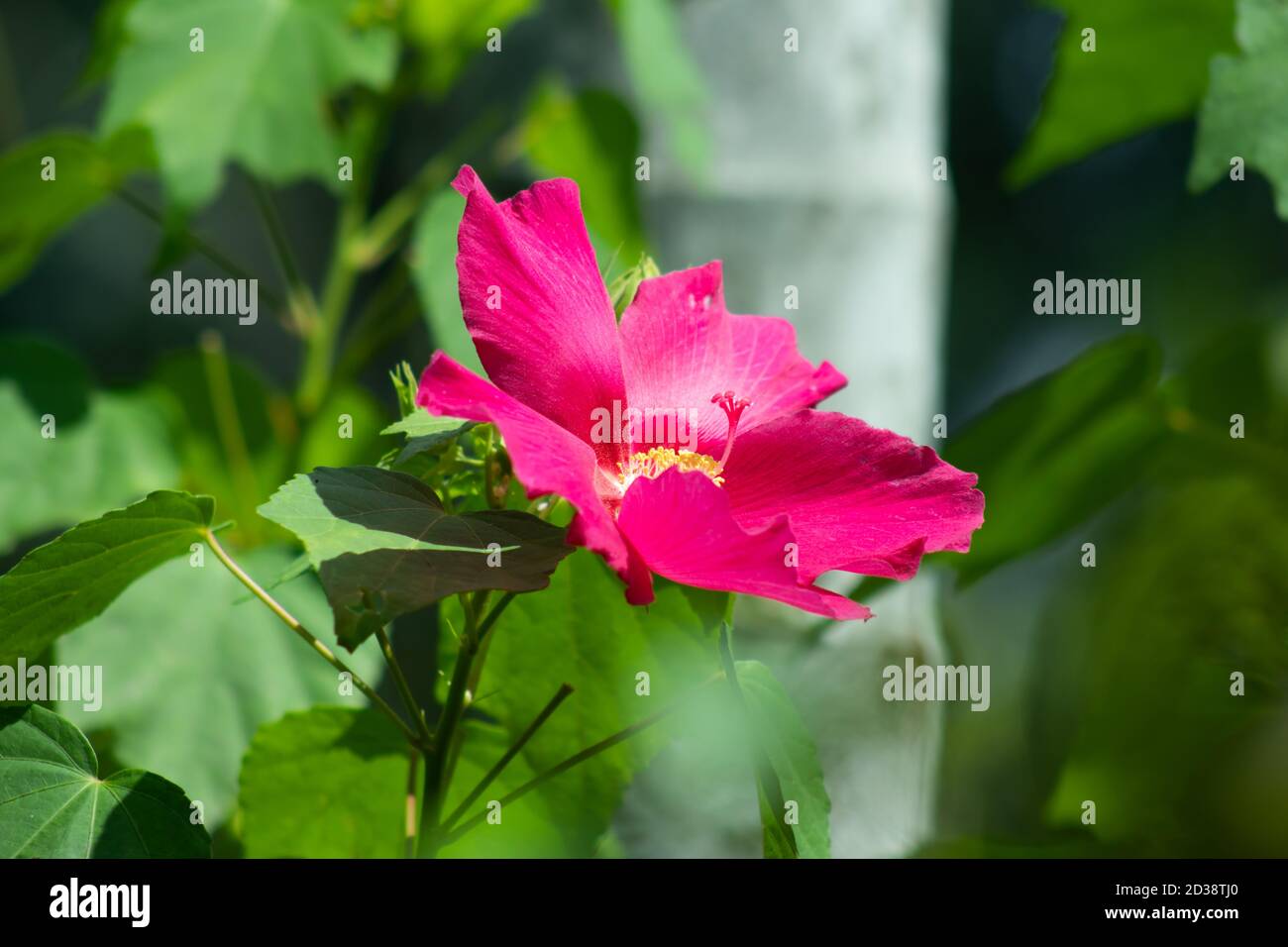 Fleur d'hibiscus hawaïen rose sept espèces d'hibiscus ou de Joba fleur Banque D'Images