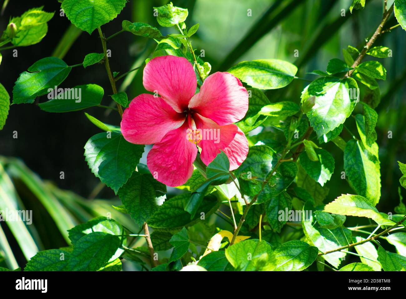 Fleur d'hibiscus hawaïen rose (rose de chine) ou fleur de Joba Banque D'Images