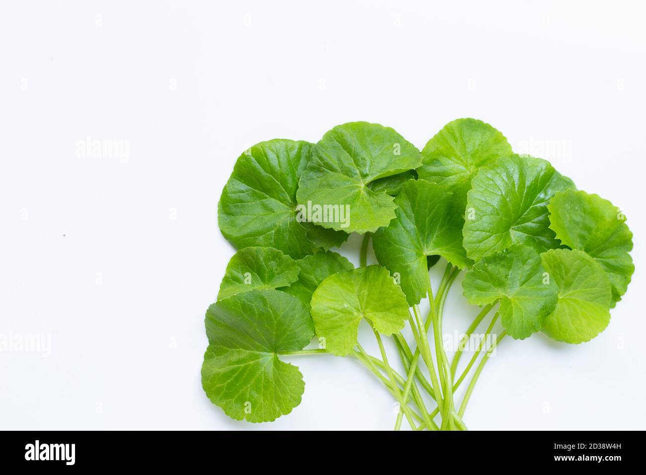 Feuilles fraîches de gotu kola sur fond blanc, herbe et plante médicale. Banque D'Images