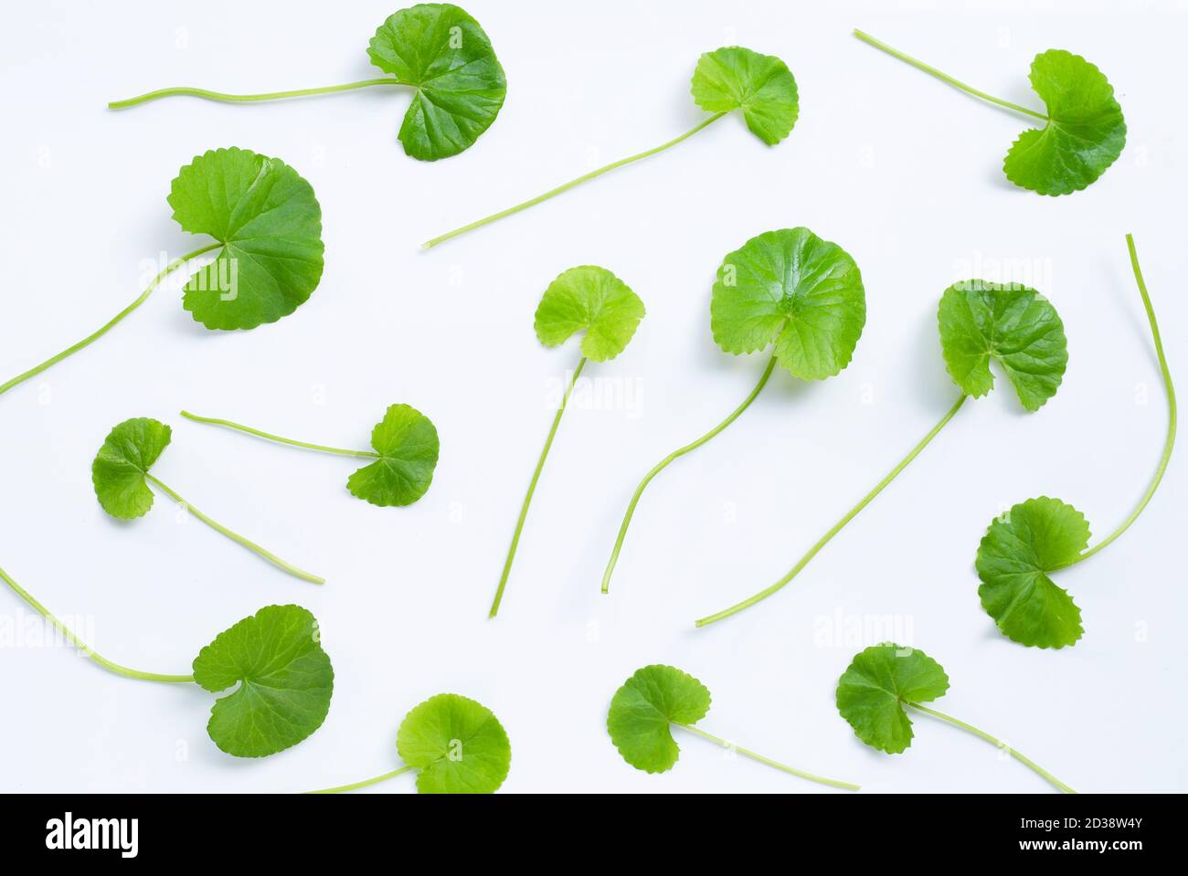 Feuilles fraîches de gotu kola sur fond blanc, herbe et plante médicale. Banque D'Images