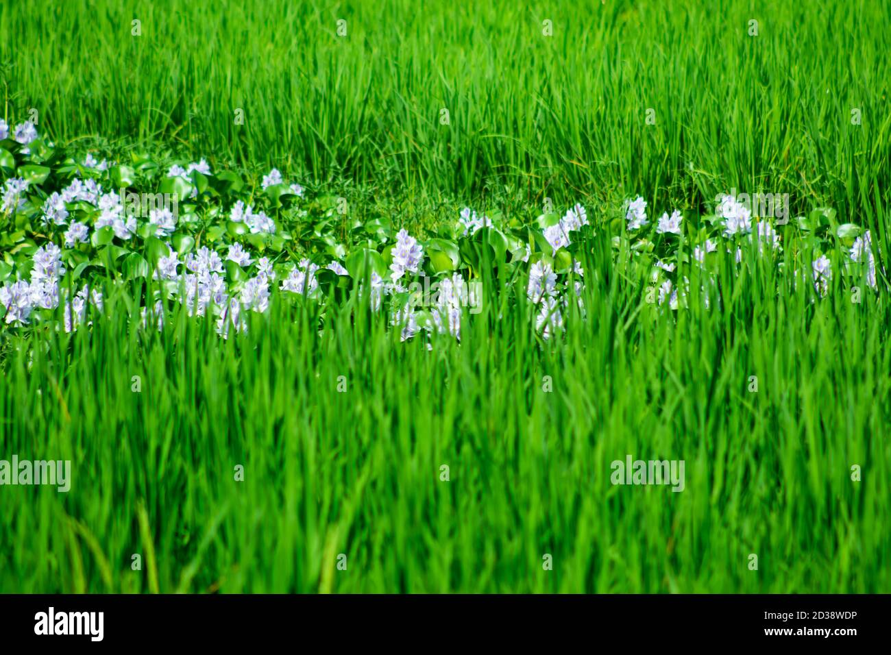 Le musc blanc fleurit dans les plus grands rizières vertes Banque D'Images